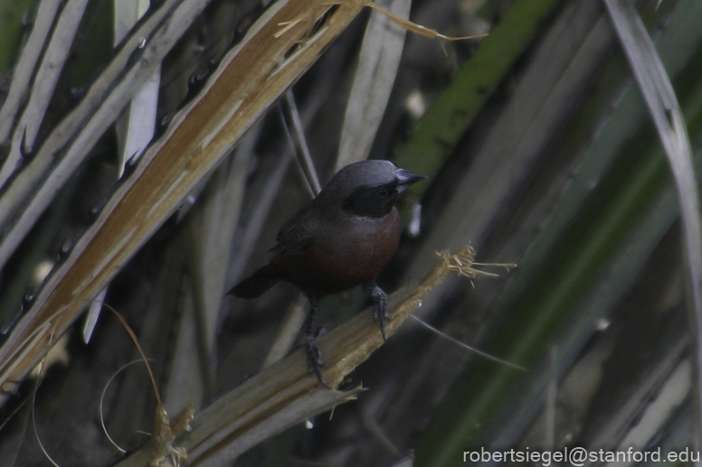 Black-faced waxbill